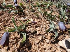 لاله واژگون زاگرسی